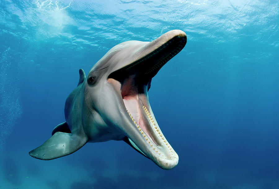Atlantic Bottlenose Dolphin, Tursiops Photograph by Stephen Frink