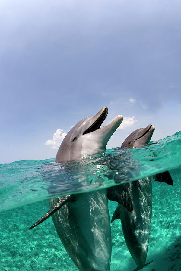 Atlantic Bottlenose Dolphins Tursiops Photograph by Stephen Frink