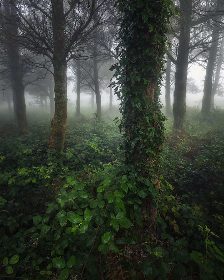 Atlantic Forest - I Photograph by Juan Romero Salamanca