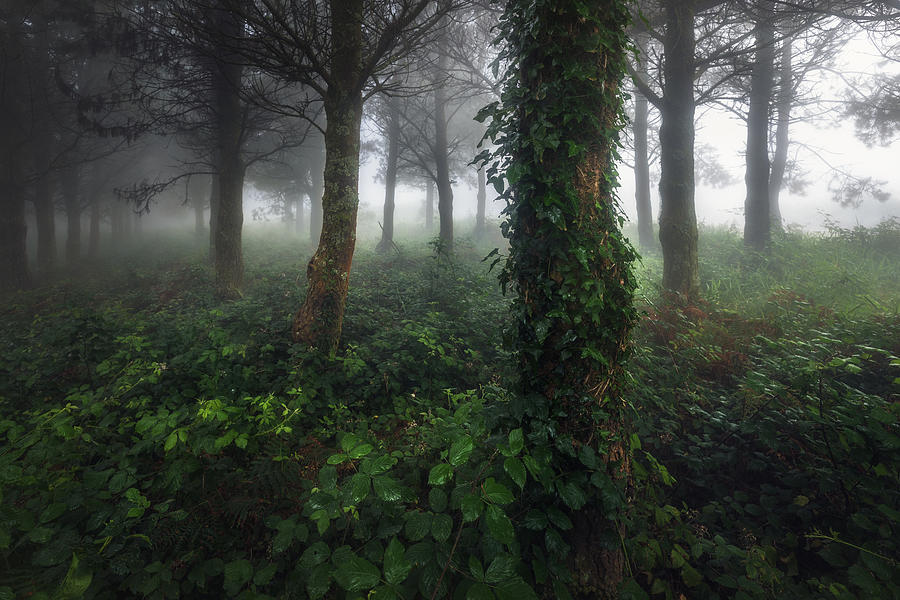 Atlantic Forests -  IIi Photograph by Juan Romero Salamanca