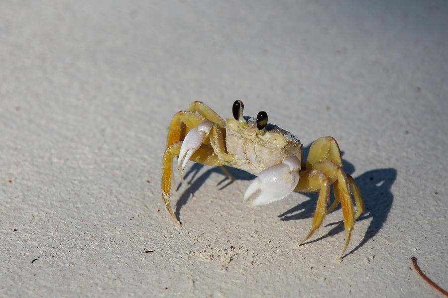 Atlantic Photograph - Atlantic Ghost Crab by Thomas Kallmeyer Atlantic Photograph - Atlantic Ghost Crab by Thomas Kallmeyer
