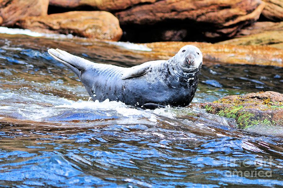 Atlantic Gray Seal  Photograph by Elaine Manley