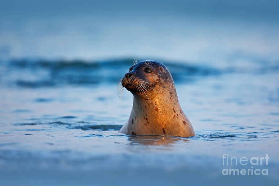 Harbor Photograph - Atlantic Grey Seal Halichoerus Grypus by Ondrej Prosicky Harbor Photograph - Atlantic Grey Seal Halichoerus Grypus by Ondrej Prosicky