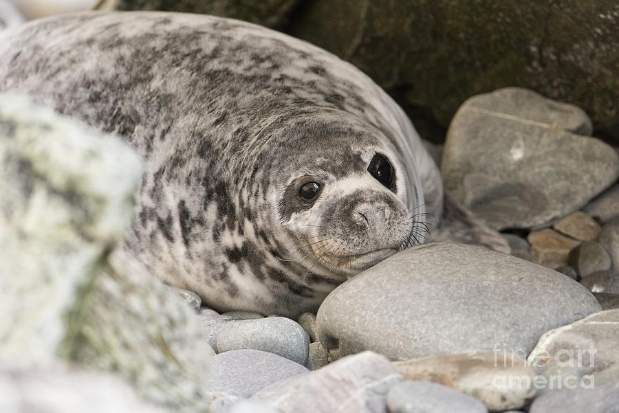 Wildlife Photograph - Atlantic Grey Seal Pup by Andy Davies/science Photo Library