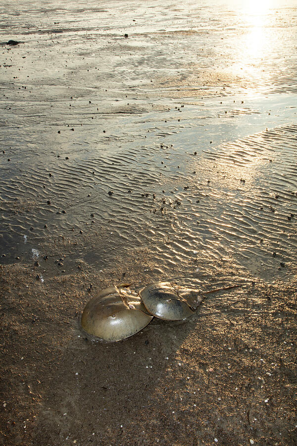 Atlantic Horseshoe Crabs Pair Mating And Travelling To The Photograph ...