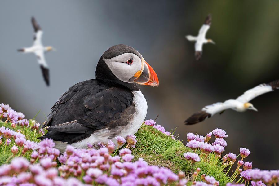 Atlantic Puffin and Soaring Gannets Photograph by Arterra Picture Library