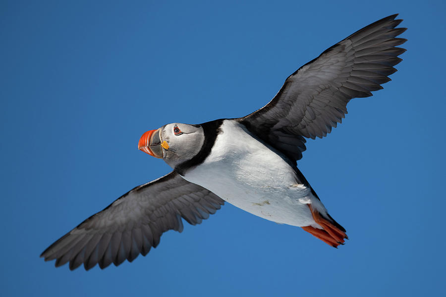 Atlantic Puffin Flying, Hornoya, Varanger, Finnmark, Norway Photograph ...