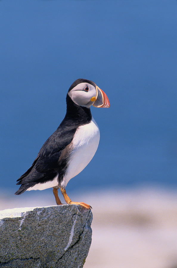 Atlantic Puffin Fratercula Arctica Photograph by Art Wolfe