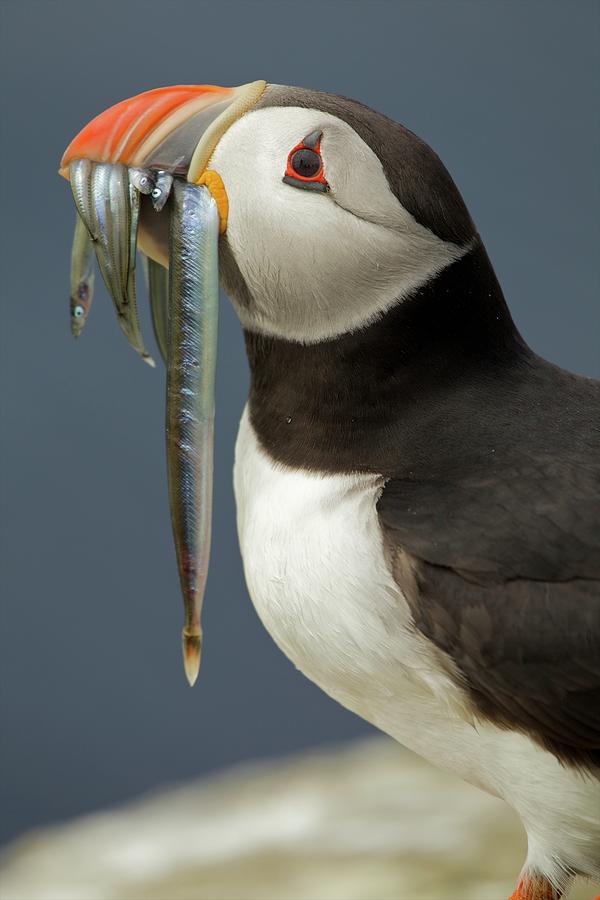 Wildlife Digital Art - Atlantic Puffin (fratercula Arctica) With Fish In Mouth, Farne Islands, Northumberland, England by David Fettes