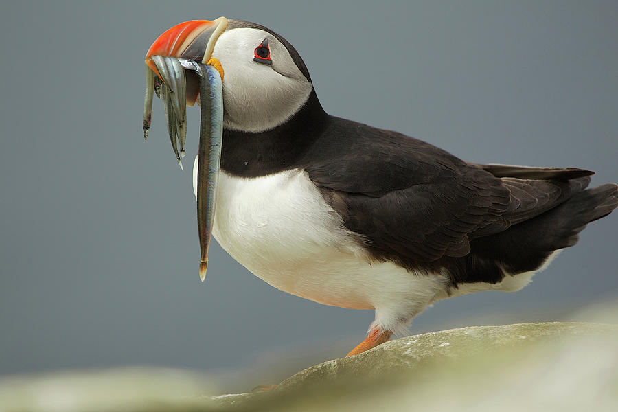 Puffin Digital Art - Atlantic Puffin (fratercula Arctica) With Fish In Mouth, Farne Islands, Uk by David Fettes