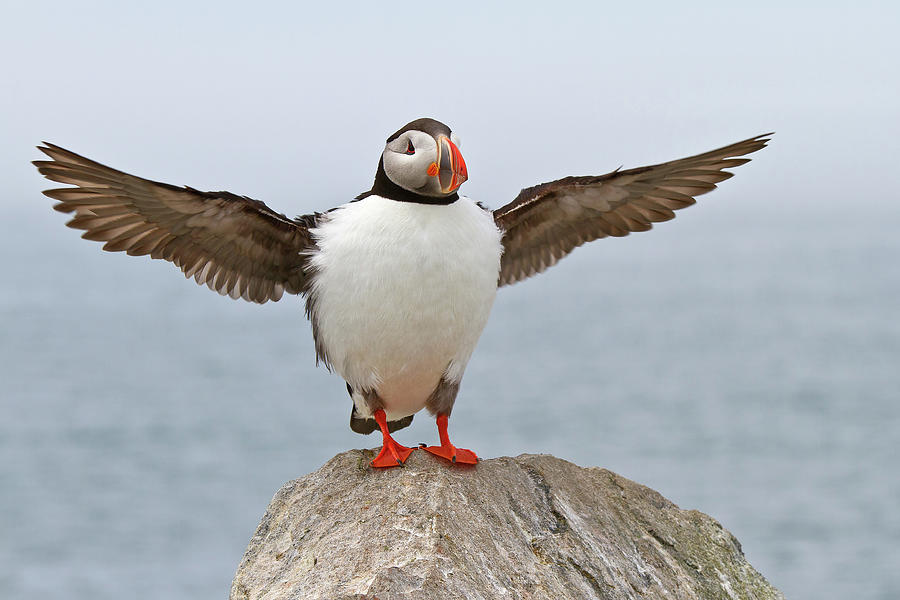 Atlantic Puffin Photograph by Image By Michael Rickard