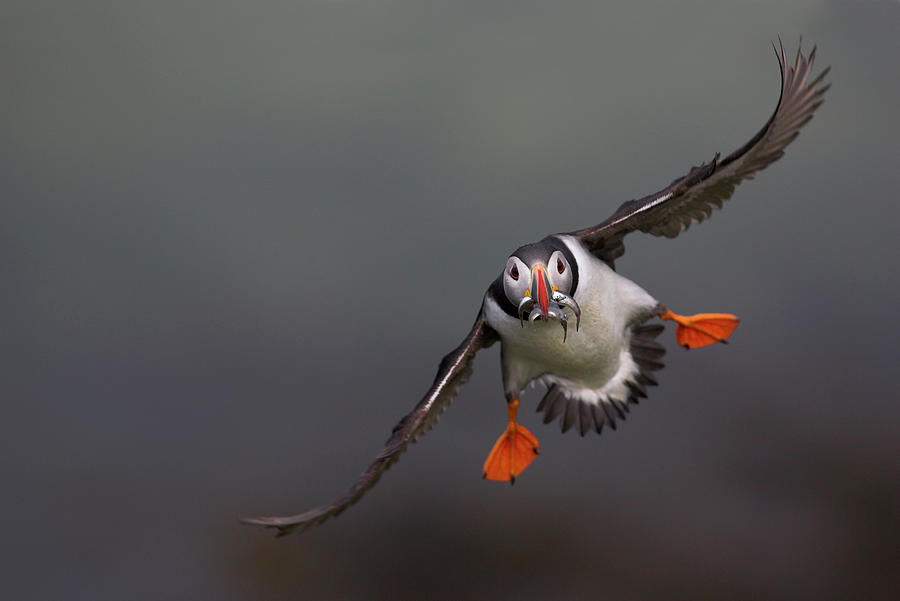 flight of the puffin