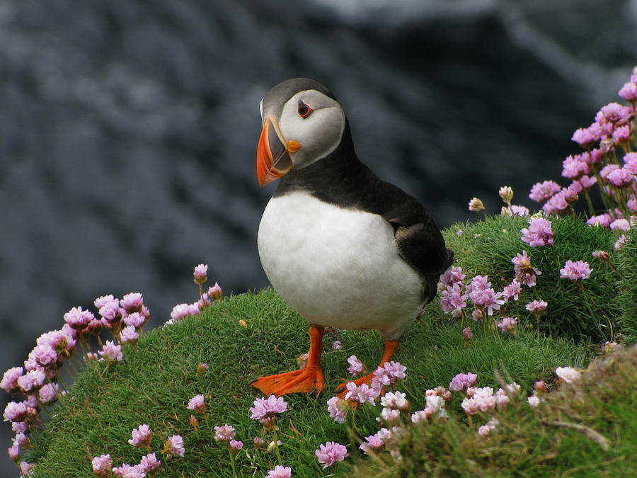 Atlantic Puffin In The Shetland Islands Photograph by Sandra Leidholdt