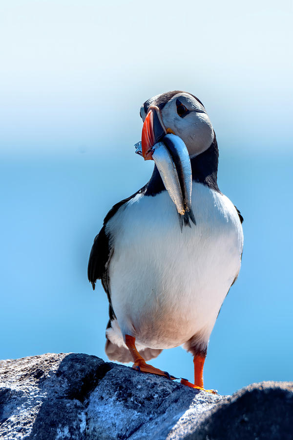 Atlantic Puffin Photograph by Kuni Photography