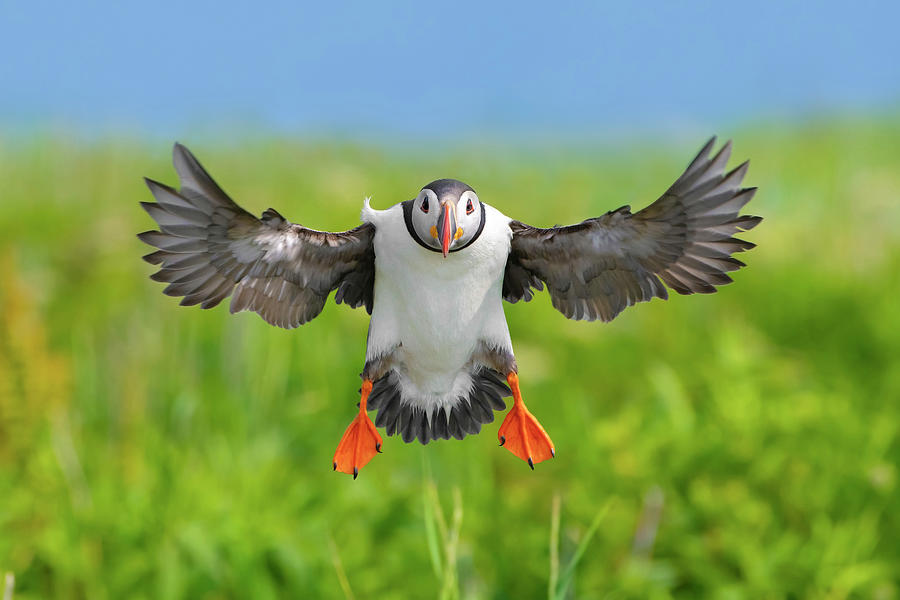 Atlantic Puffin Landing, Wings Outstretched. Machias Seal Photograph by George Sanker / Naturepl.com Atlantic Puffin Landing, Wings Outstretched. Machias Seal Photograph by George Sanker / Naturepl.com