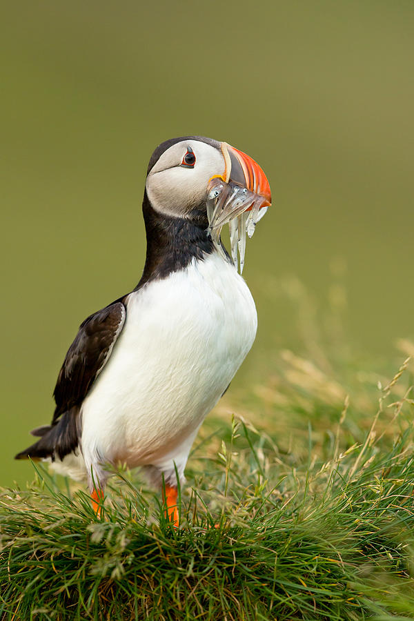 Atlantic Puffin Photograph by Milan Zygmunt