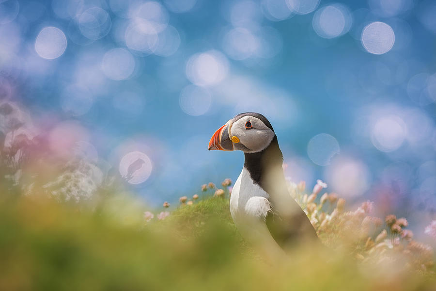 Animal Photograph - Atlantic Puffin by Peter Krocka