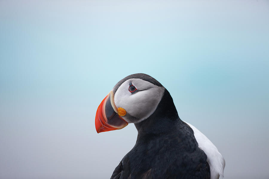 Atlantic Puffin, Svalbard, Norway Photograph by Paul Souders