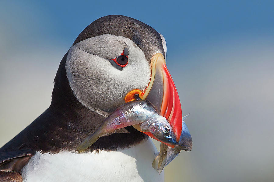Atlantic Puffin With Fish Photograph by Image By Michael Rickard