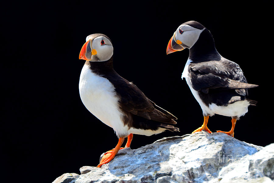 Feather Photograph - Atlantic Puffins Farne Islands Nature by Attila Jandi Feather Photograph - Atlantic Puffins Farne Islands Nature by Attila Jandi