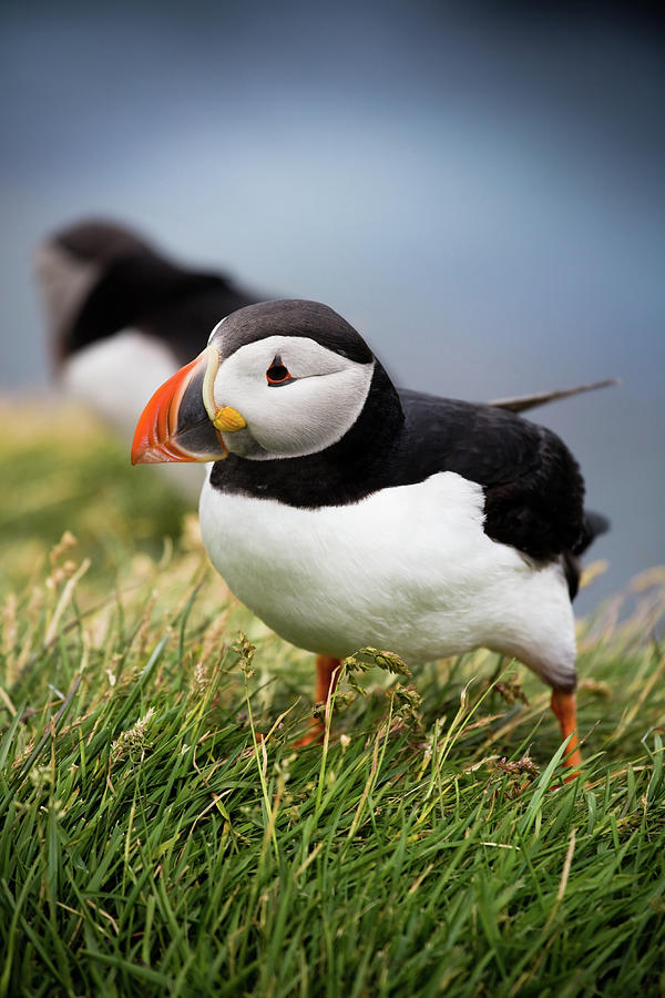 Atlantic Puffins Iceland Photograph by Mlenny