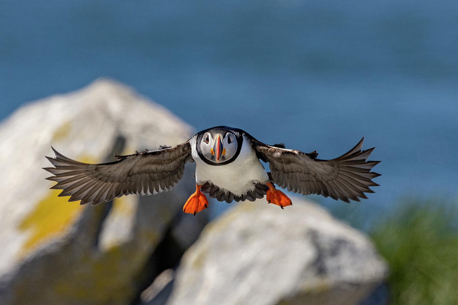 Summer Photograph - Atlantic Puffins In Flight On Machias by Chuck Haney