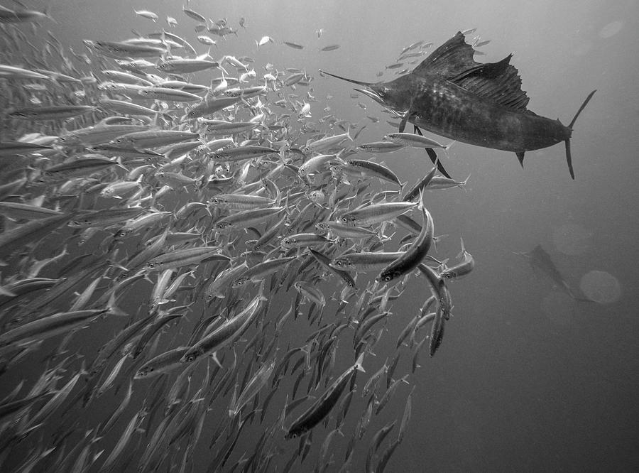 Atlantic Sailfish And Fish Photograph by Tim Fitzharris