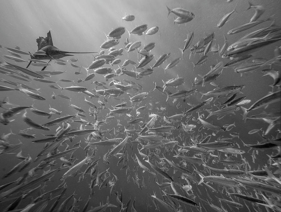 Atlantic Sailfish And School Of Fish Photograph by Tim Fitzharris