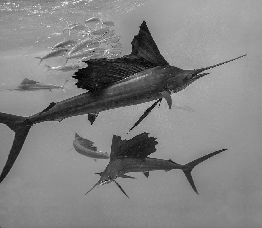Atlantic Sailfish Group Hunting Photograph by Tim Fitzharris
