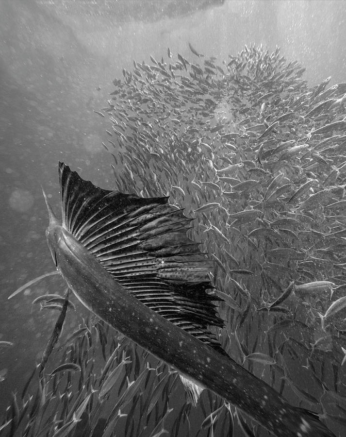 Atlantic Sailfish Hunting Bait Fish Photograph by Tim Fitzharris