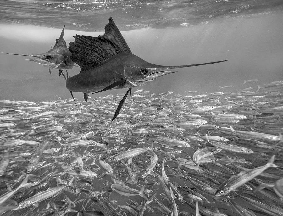 Atlantic Sailfish Hunting Fish Photograph by Tim Fitzharris