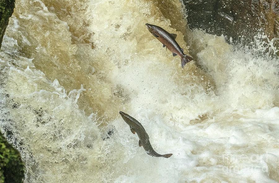 Atlantic Salmon Migrating Photograph by Bob Gibbons/science Photo Library