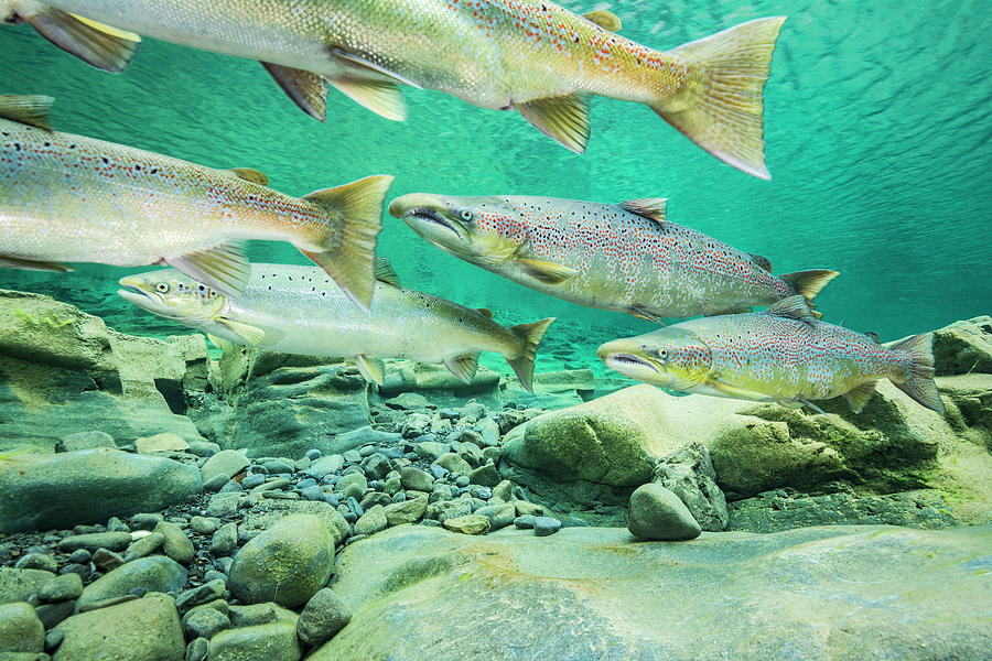 Atlantic Salmon Migrating Gaspe Peninsula Quebec Canada Photograph By Nick Hawkins Naturepl