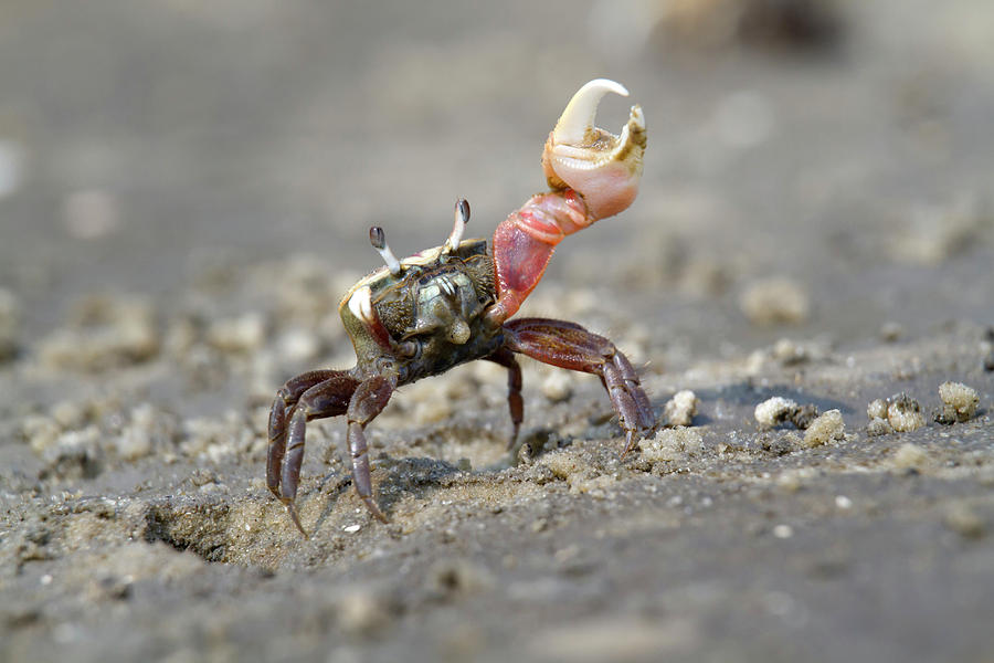 Atlantic Sand Fiddler Crab Dancing Photograph by Ivan Kuzmin