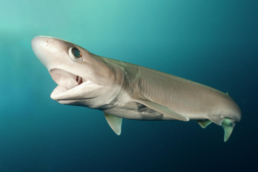 Atlantic Sixgill Shark Swimming, Cape Eleuthera, Bahamas Photograph by ...