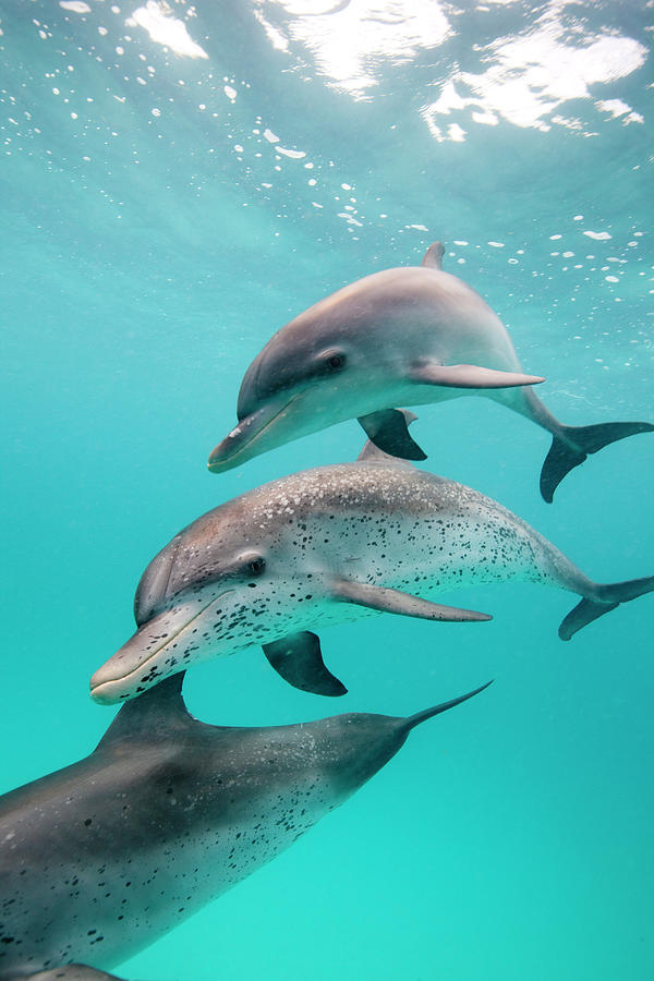 Atlantic Spotted Dolphin Stenella Photograph by Stephen Frink