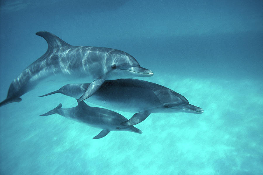 Atlantic Spotted Dolphins Stenella Photograph by Georgette Douwma