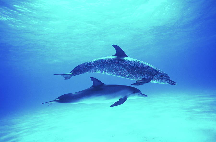 Underwater Photograph - Atlantic Spotted Dolphins Stenella by Rene Frederick