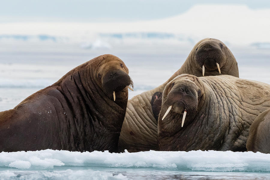 Atlantic Walruses (odobenus Rosmarus Photograph By Sergio Pitamitz 