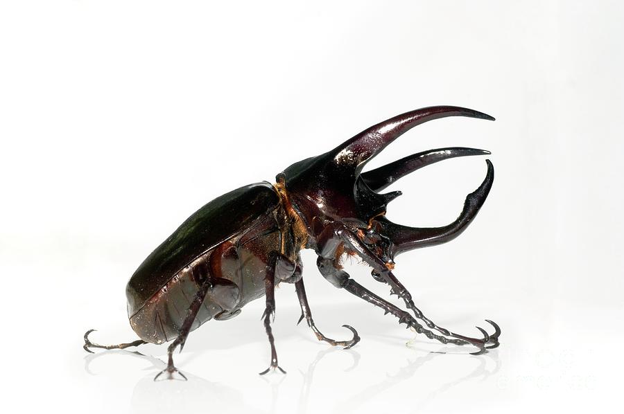 Atlas Beetle Photograph by Chris Hellier/science Photo Library