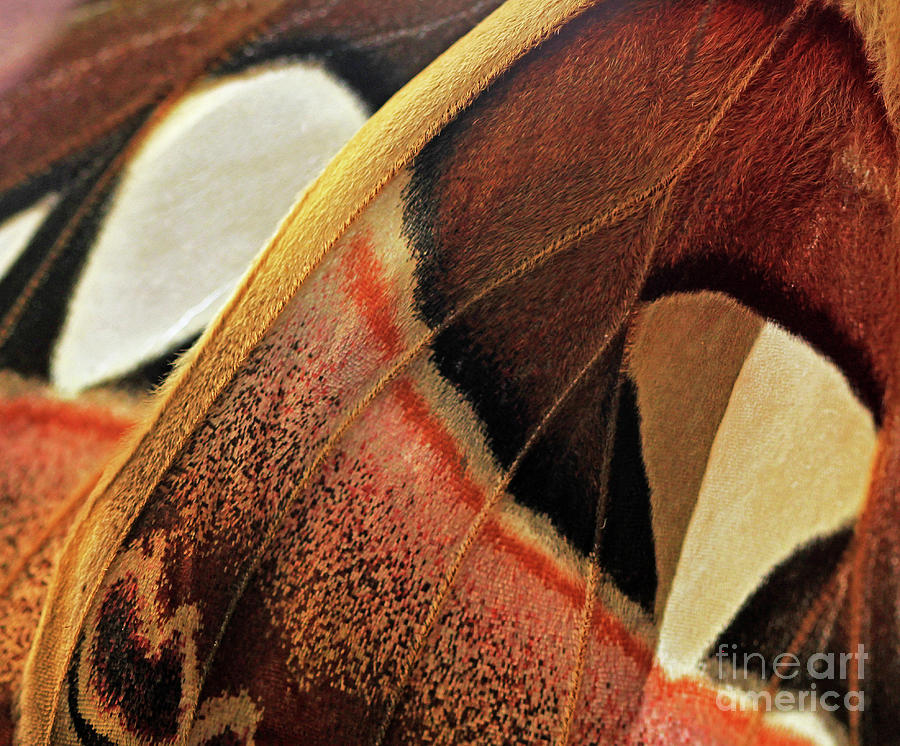 Atlas Moth, Attacus Atlas, Saturniidae Photograph by Zen Rial