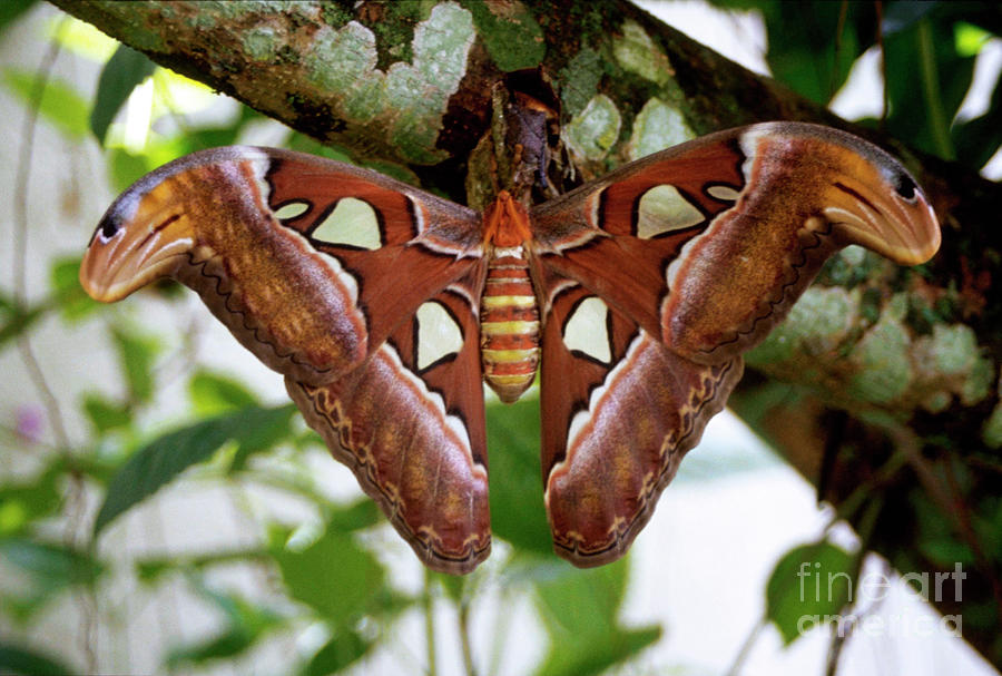 The science behind the Moth Atlas