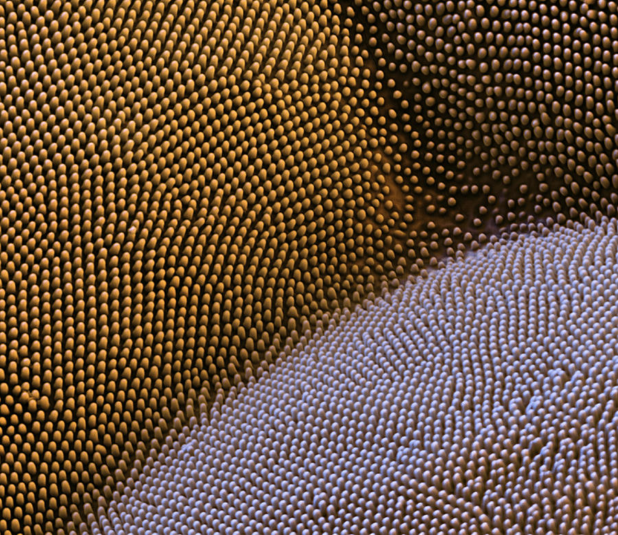 Atlas Moth Eye Sem Photograph by Meckes/ottawa