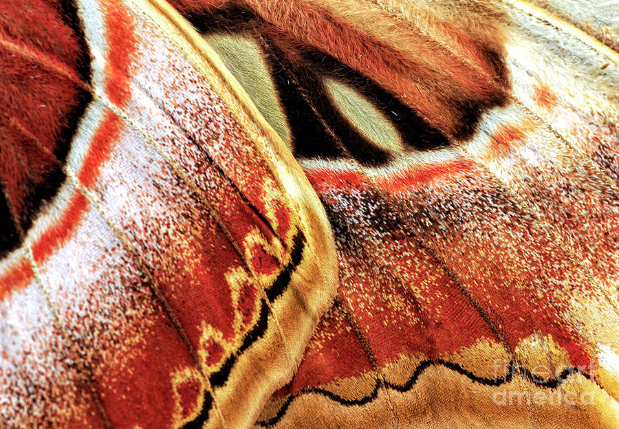Unique Photograph - Atlas Moth Wing Details by John Rizzuto