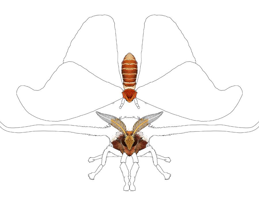 Atlas Moth Illustration Progress 1 Drawing by Joan Stratton Fine Art