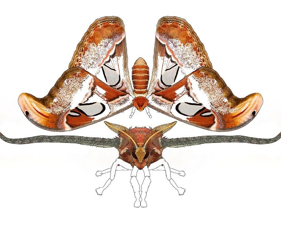 Atlas Moth Illustration Progress 3 Drawing by Joan Stratton