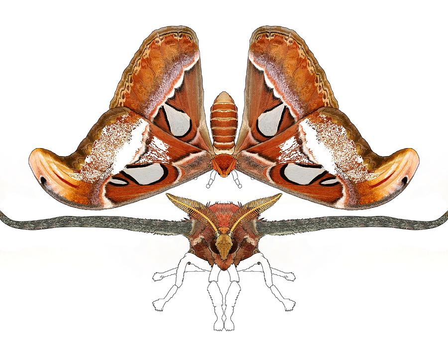 Atlas Moth Illustration Progress 4 Drawing by Joan Stratton