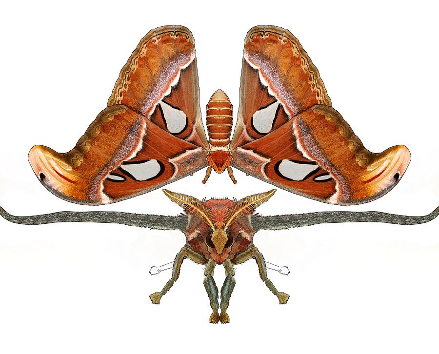 Atlas Moth Illustration Progress 5 Drawing by Joan Stratton