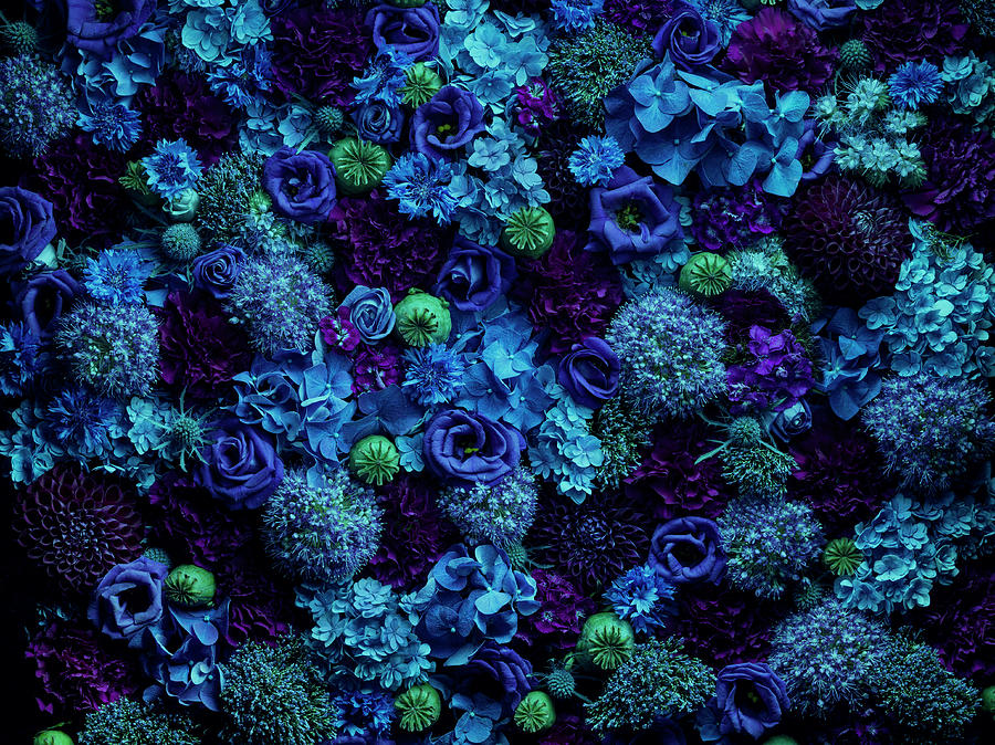 Atmospheric Floral Arrangement, Close Up Photograph by Jonathan Knowles