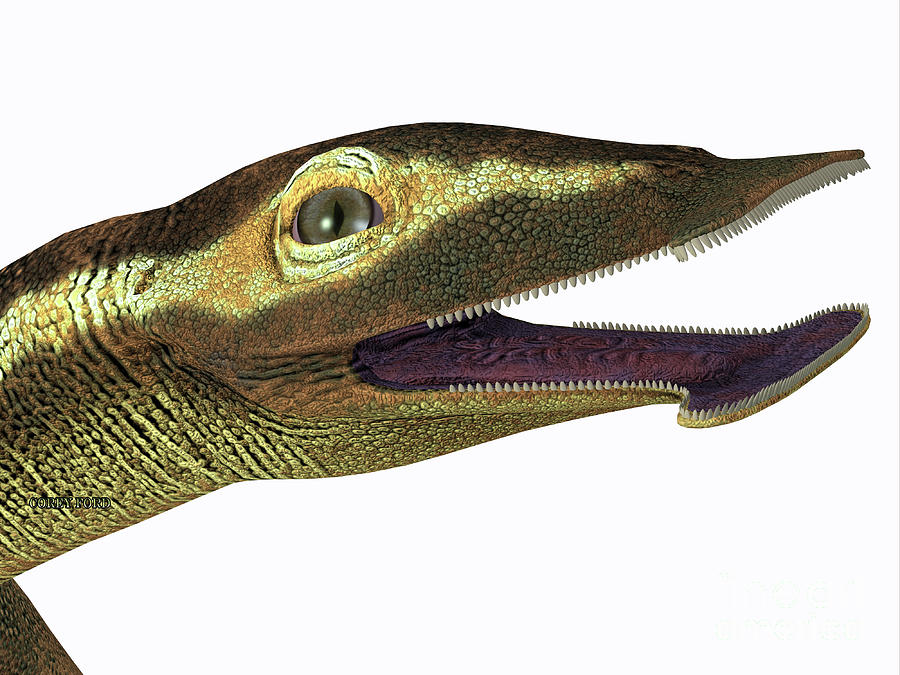 Atopodentatus Marine Reptile Head Digital Art by Corey Ford - Fine Art ...